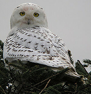 Harfang des neiges