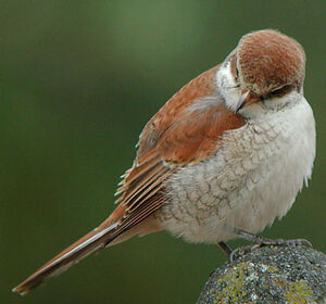 Red-backed Shrike