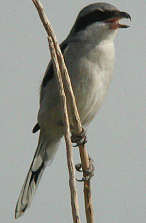 Southern Grey Shrike