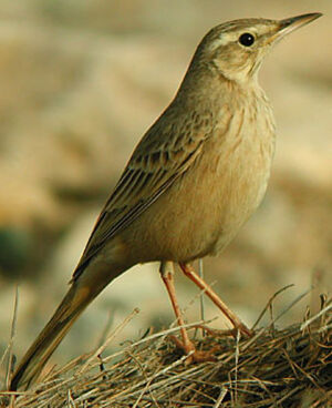 Long-billed Pipit