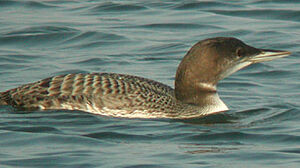 Great Northern Loon 
&copy; Ian Boustead