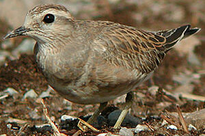 Eurasian Dotterel