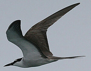 Sterne brid�e