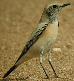 Desert Wheatear