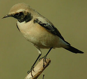 Desert Wheatear