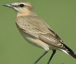 Isabelline Wheatear