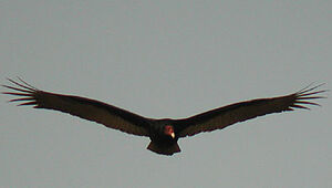 Turkey Vulture