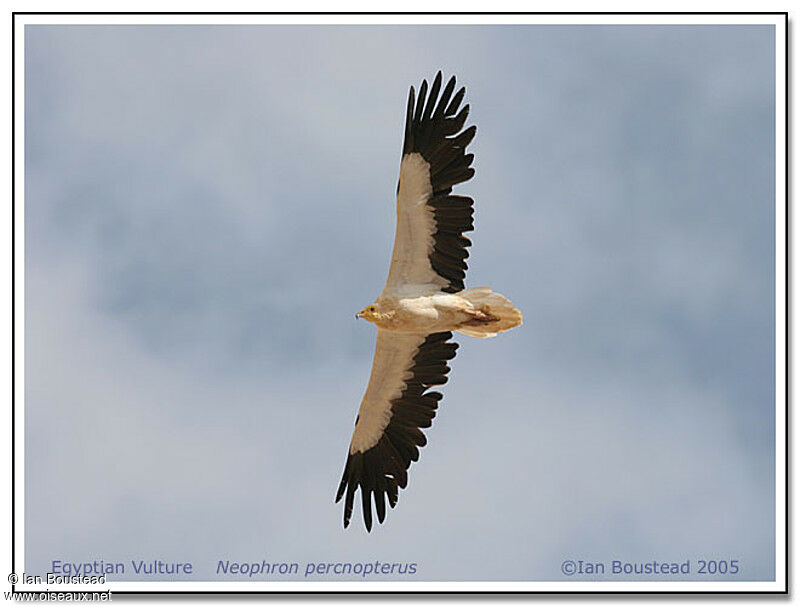 Vautour percnoptère - Neophron percnopterus