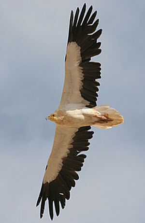 Vautour percnoptère