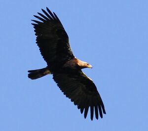 Aigle ib�rique 
&copy; Jacques Bouillerce
