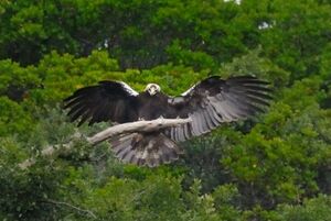 Aigle ib�rique 
&copy; Jacques Bouillerce