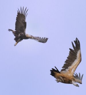 Aigle ib�rique 
&copy; Jacques Bouillerce
