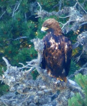 Aigle royal