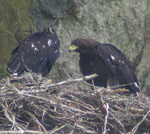 Golden Eagle
