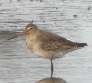 Black-tailed Godwit