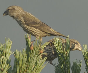 Red Crossbill 
&copy; Jacques Bouillerce