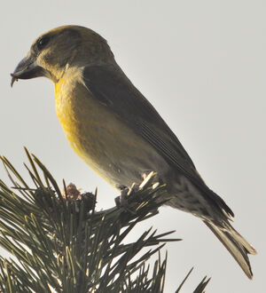 Red Crossbill 
&copy; Jacques Bouillerce
