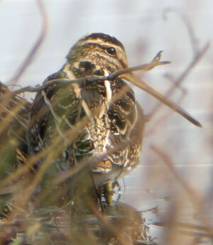 Common Snipe