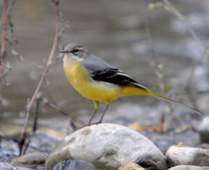 Grey Wagtail