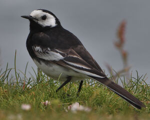White Wagtail