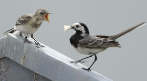 White Wagtail