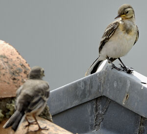 White Wagtail