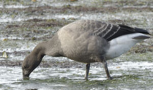 Brant Goose