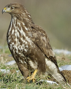 Buse variable