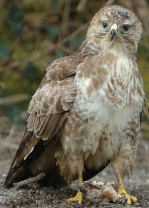 Buse variable 
&copy; Jacques Bouillerce