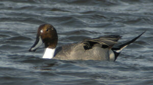 Canard pilet 
&copy; Jacques Bouillerce