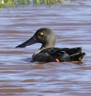 Northern Shoveler