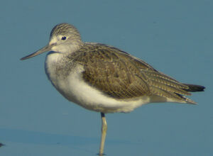 Common Greenshank 
&copy; Jacques Bouillerce