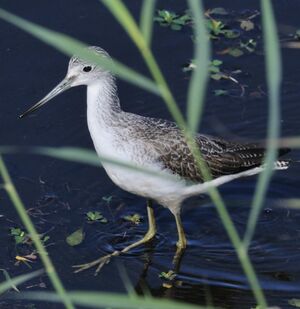 Common Greenshank 
&copy; Jacques Bouillerce