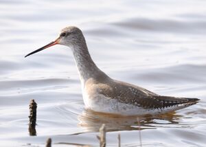 Spotted Redshank