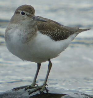 Common Sandpiper