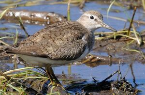 Common Sandpiper 
&copy; Jacques Bouillerce