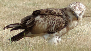Short-toed Snake Eagle