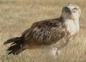 Short-toed Snake Eagle 
&copy; Jacques Bouillerce
