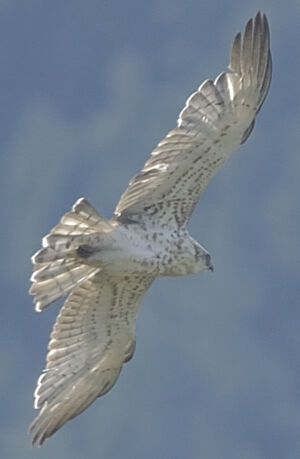 Short-toed Snake Eagle