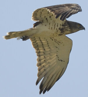 Short-toed Snake Eagle 
&copy; Jacques Bouillerce