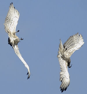 Short-toed Snake Eagle 
&copy; Jacques Bouillerce