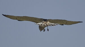 Short-toed Snake Eagle