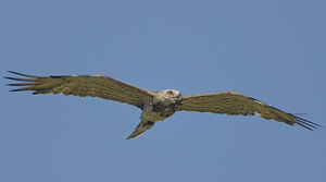 Short-toed Snake Eagle