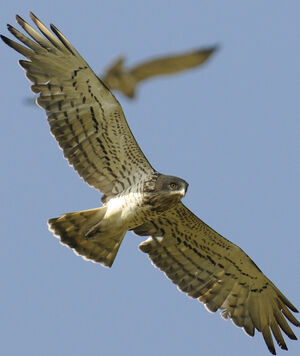 Short-toed Snake Eagle 
&copy; Jacques Bouillerce