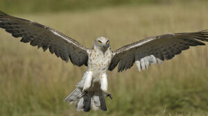 Short-toed Snake Eagle 
&copy; Jacques Bouillerce