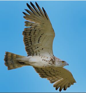 Short-toed Snake Eagle 
&copy; Jacques Bouillerce