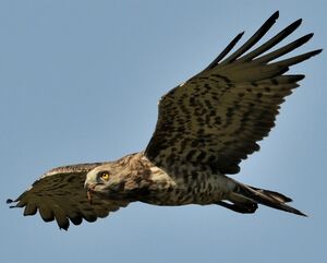 Short-toed Snake Eagle 
&copy; Jacques Bouillerce