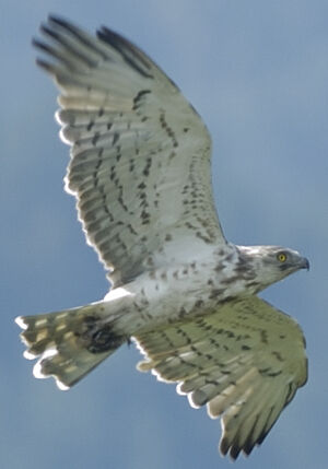 Short-toed Snake Eagle