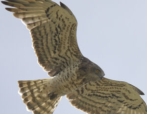 Short-toed Snake Eagle 
&copy; Jacques Bouillerce