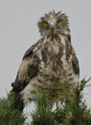 Short-toed Snake Eagle
